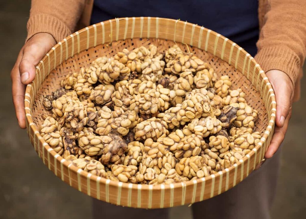 a person holding Civet coffee in a large tray