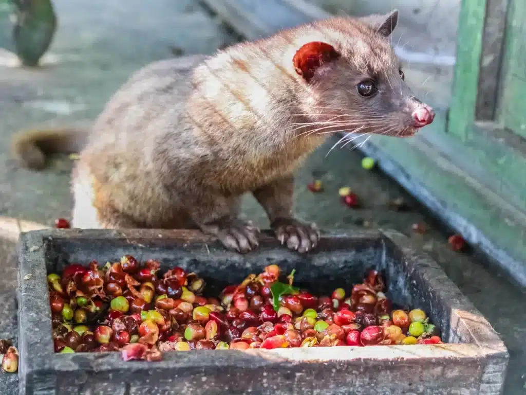 civet standing near the fresh coffee cherries