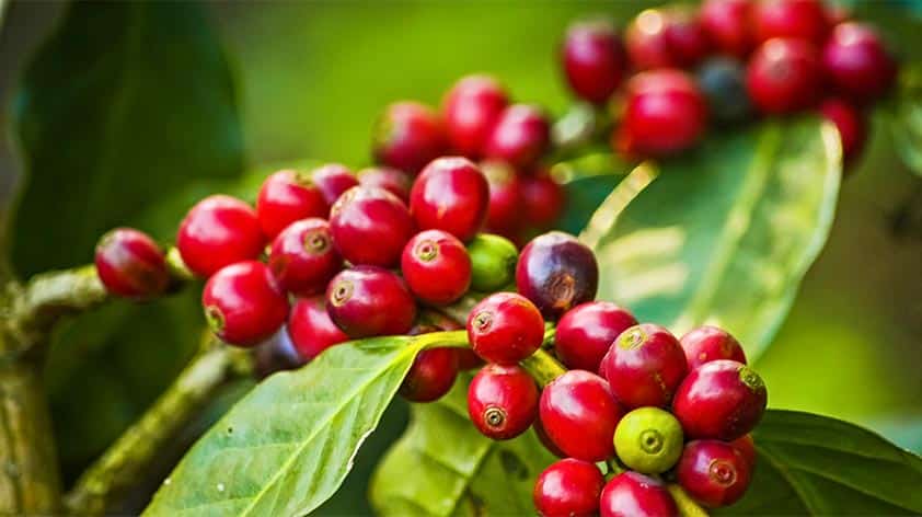 bunch of coffee fruit on a plant