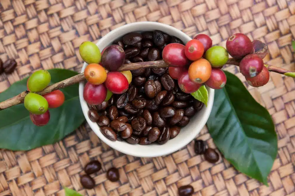 coffee fruit and beans in a bowl placed on a surface