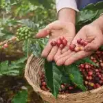 Coffee Fruit: Explore Its Rich Flavors & Benefits