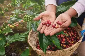 Coffee Fruit: Explore Its Rich Flavors & Benefits