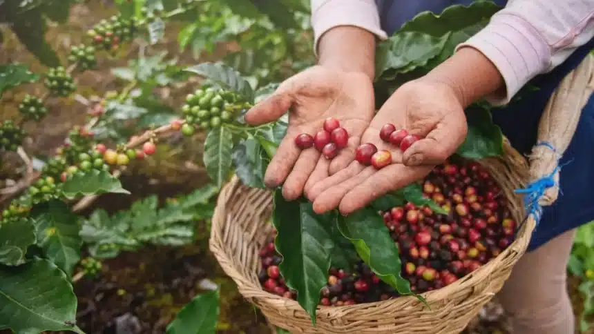 Coffee Fruit: Explore Its Rich Flavors & Benefits