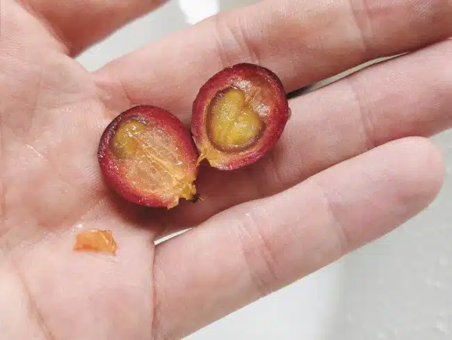 zoomed in view of a hand holding a coffee fruit cut in half