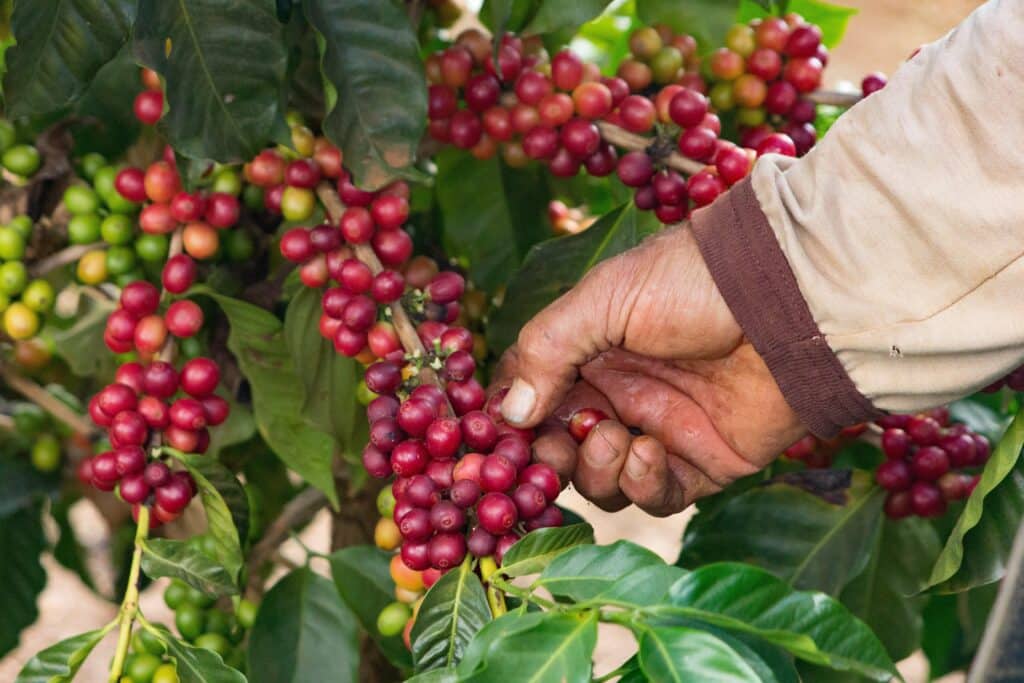 zoomed in view of a male hand picking the coffee fruit