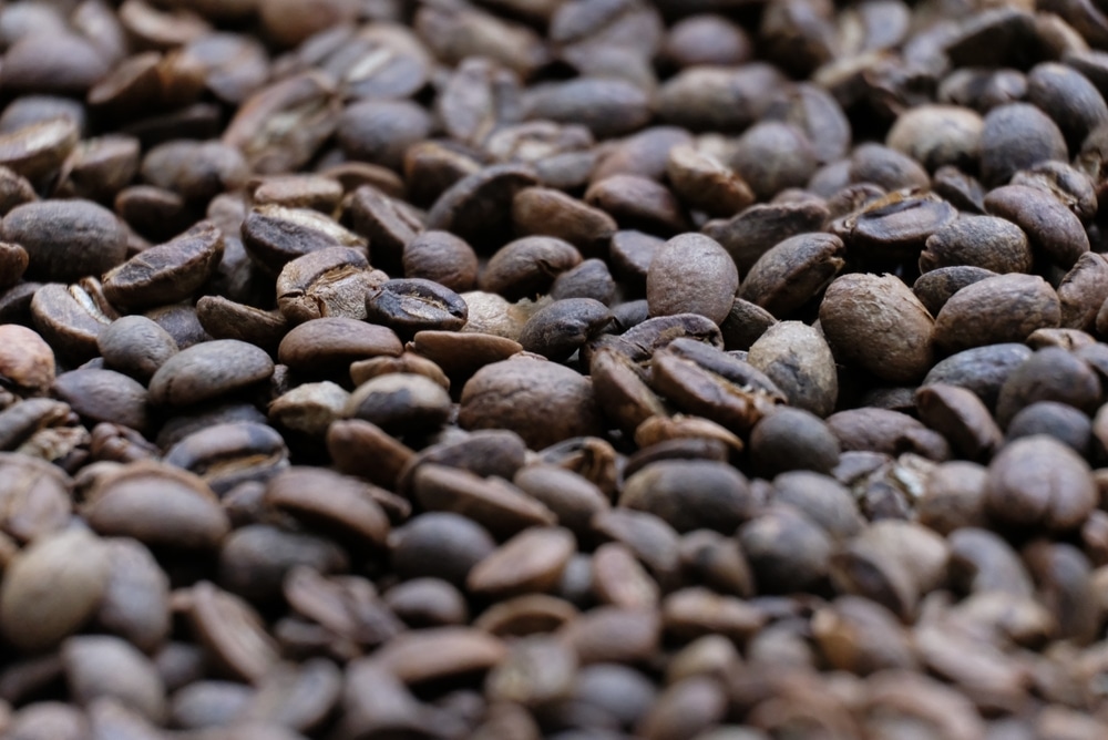 Fresh Roasted Coffee Beans Close up Hawaiian Kona Peaberry Pea Berry