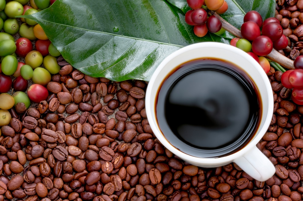 Raw or ripe red branch of Arabica and Robusta and organic coffee berries beans and a cup of coffee