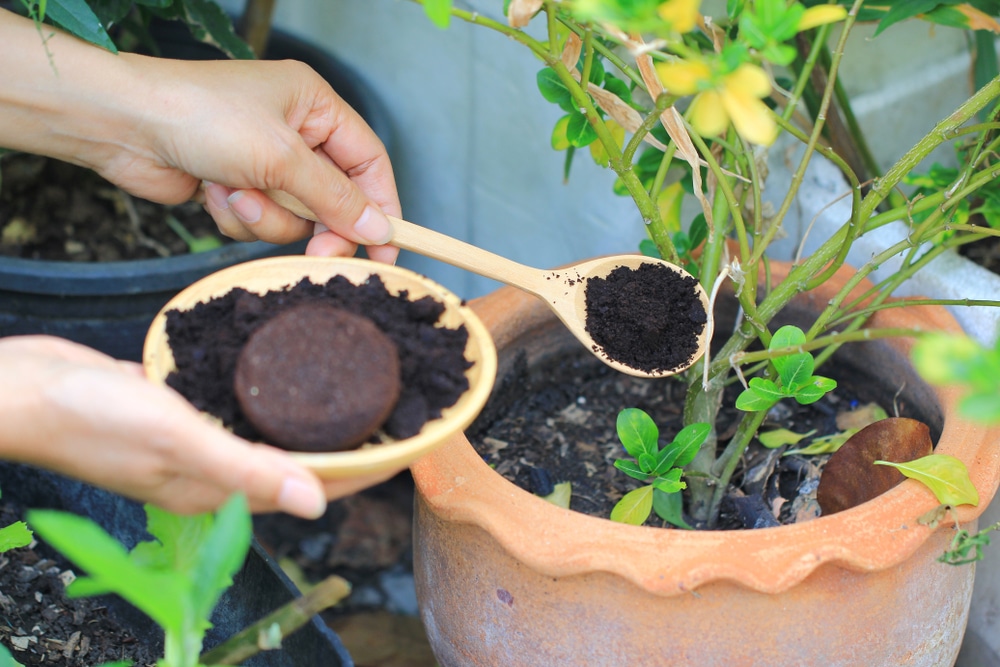 Coffee ground Coffee residue is applied to the tree and is a natural fertilizer