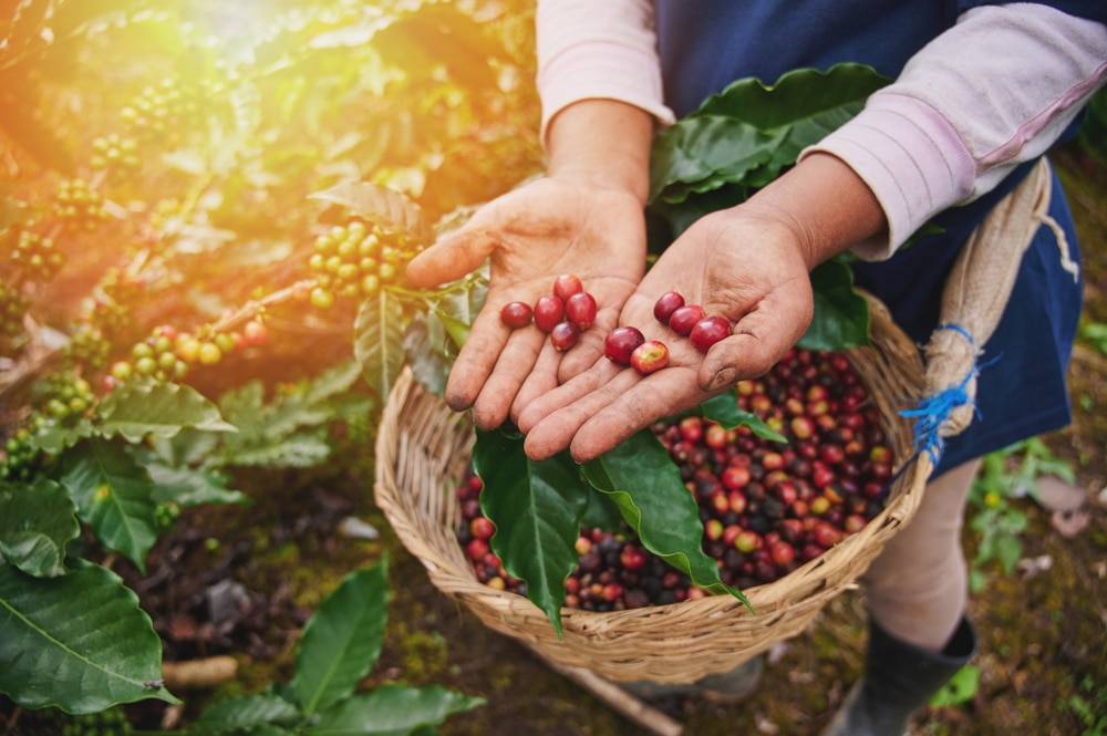 Red coffee beans in farmer hand macro close up view