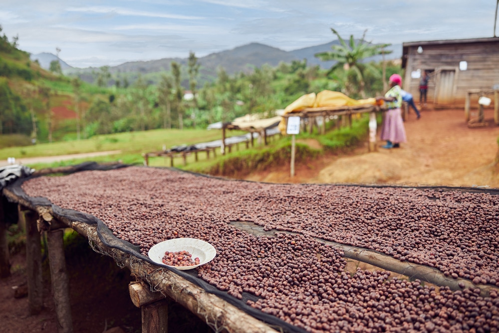 A view of coffee beans being washed at a coffee station