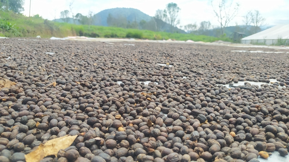 A view of natural process coffee on ground